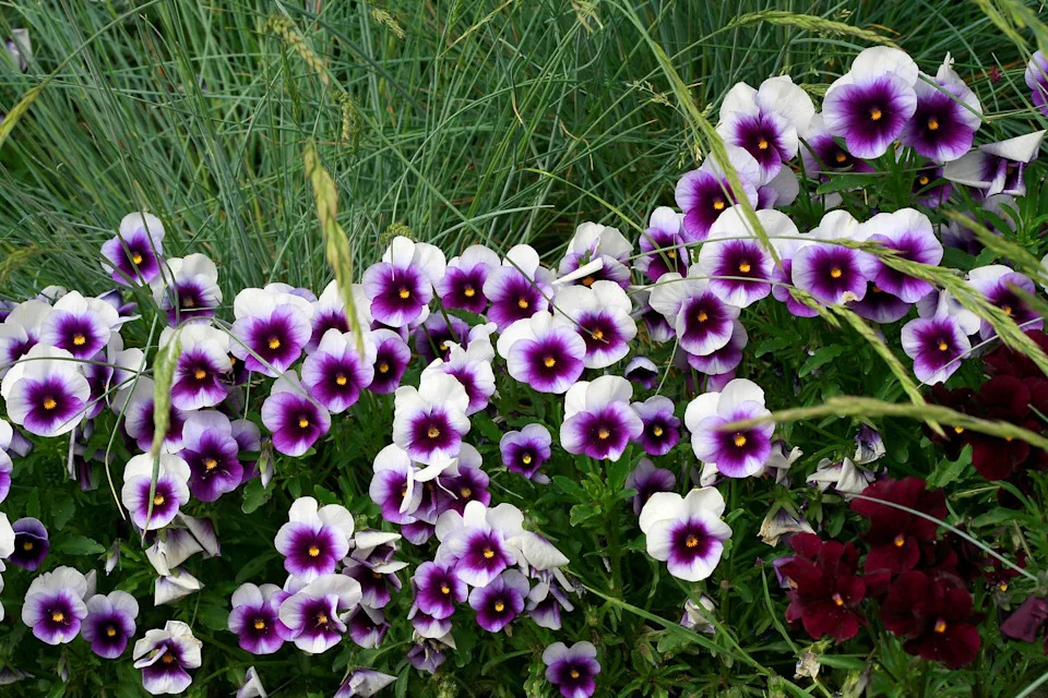 viola cornuta "skippy. violet