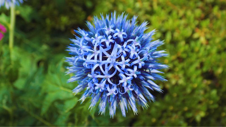 Blue Southern Globe Thistle Flower Berlin Zoological Garden