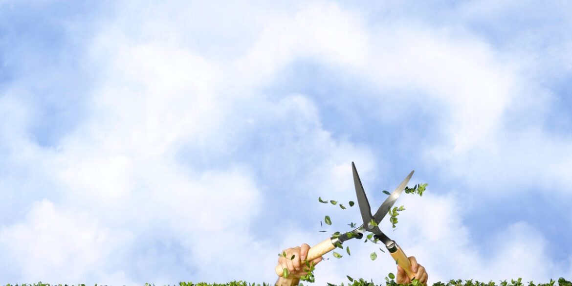 How to keep your garden hedge tidy this spring How to keep your garden hedge tidy this spring
