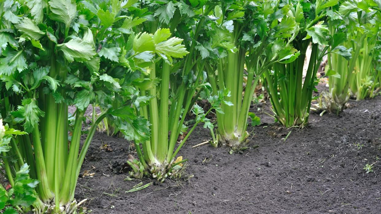 Celery plants growing in the grden
