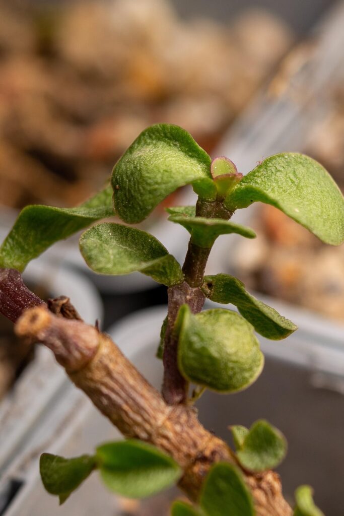 For people afraid of their Portulacaria Afras getting a bit wrinkly...