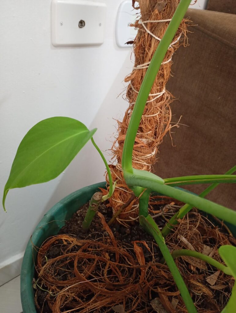 Evolução da minha monstera