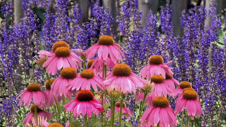 Coneflowers grow among spikes of blue salvia blooms