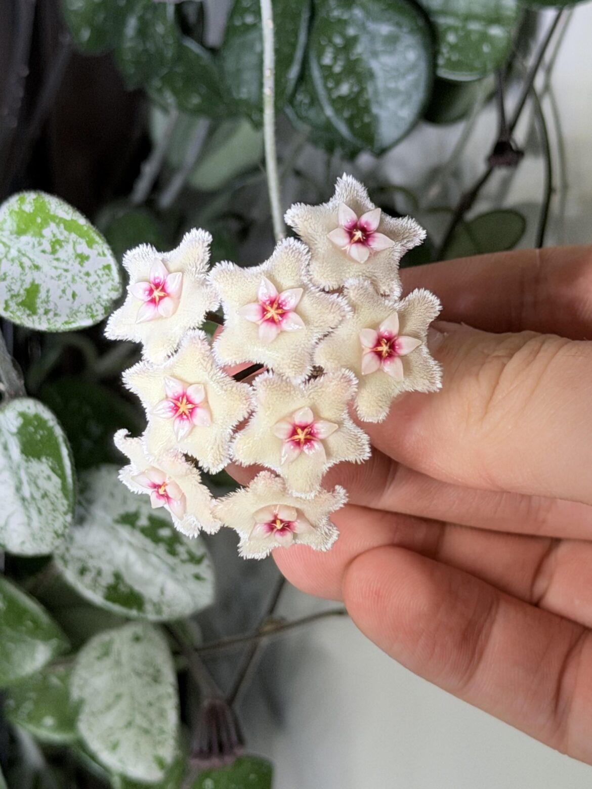 Since everyone is posting there blooms, here is my Mathilde bloom!