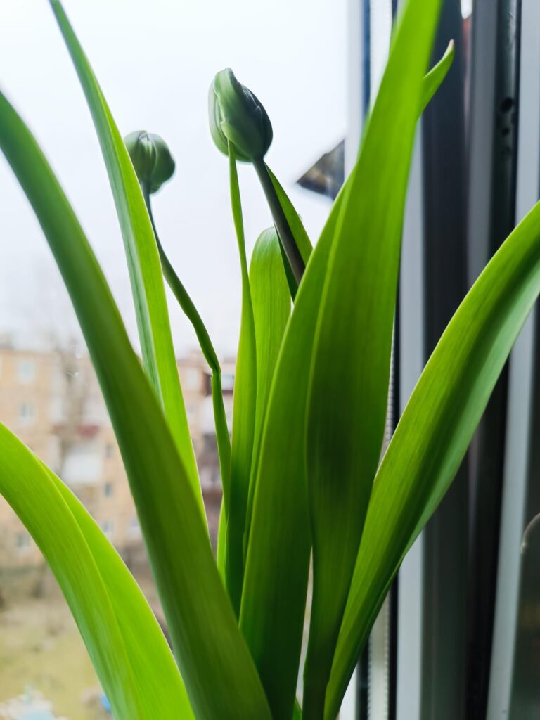 Tulip stems getting thin in the middle and wilting. What am I doing wrong?