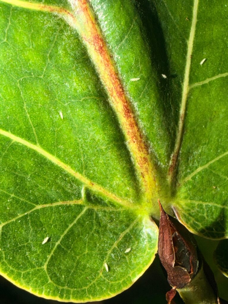 Are these thrip?!