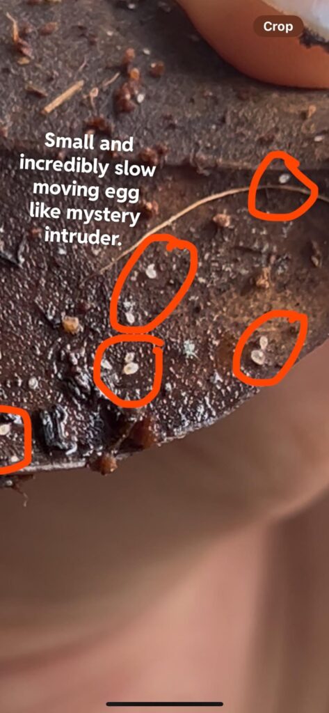 Mystery “springtail” could this be a mite or something sinister that will take over my vivarium and ruin my springtail culture?? Mystery “springtail” could this be a mite or something sinister that will take over my vivarium and ruin my springtail culture??
