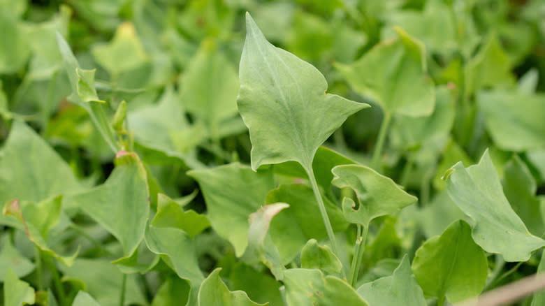 French sorrel leaves