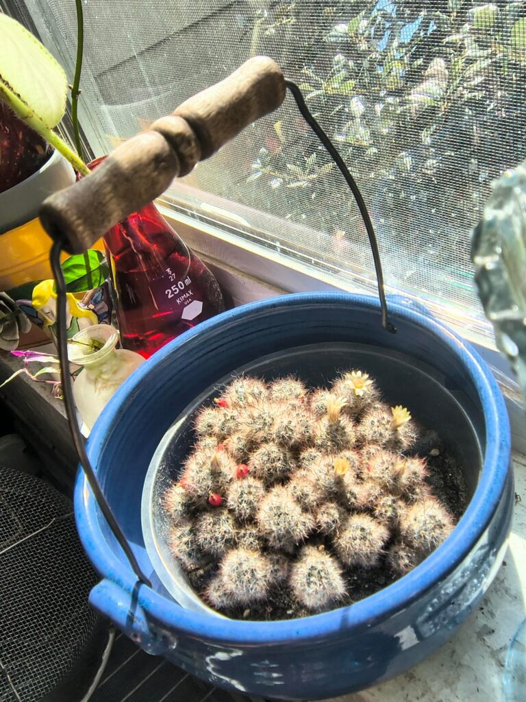 Mammalaria blooming