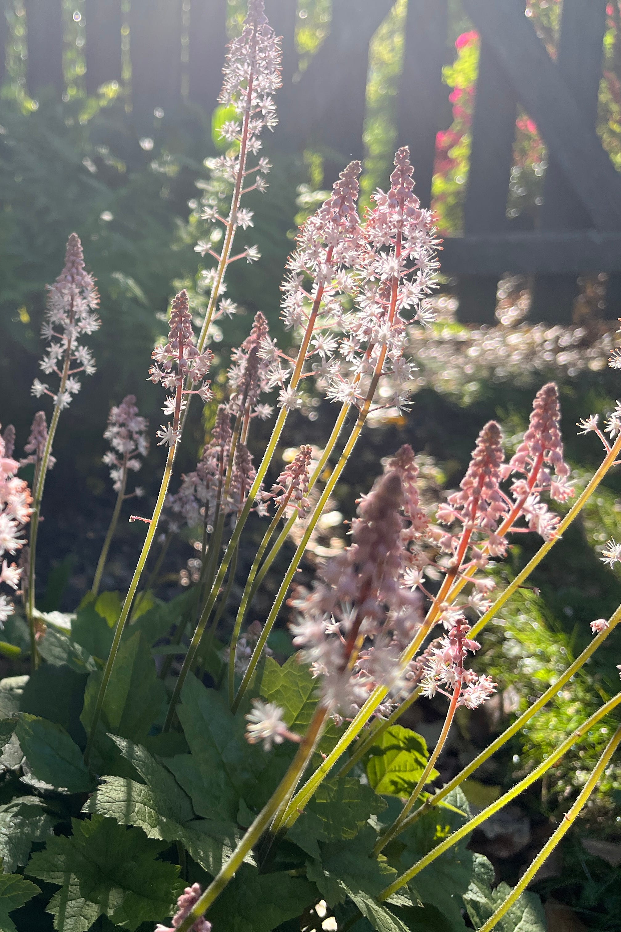 Heartleaf foamflower, known as Tiarella cordifolia blooming in sunlight in a garden. Native plants.