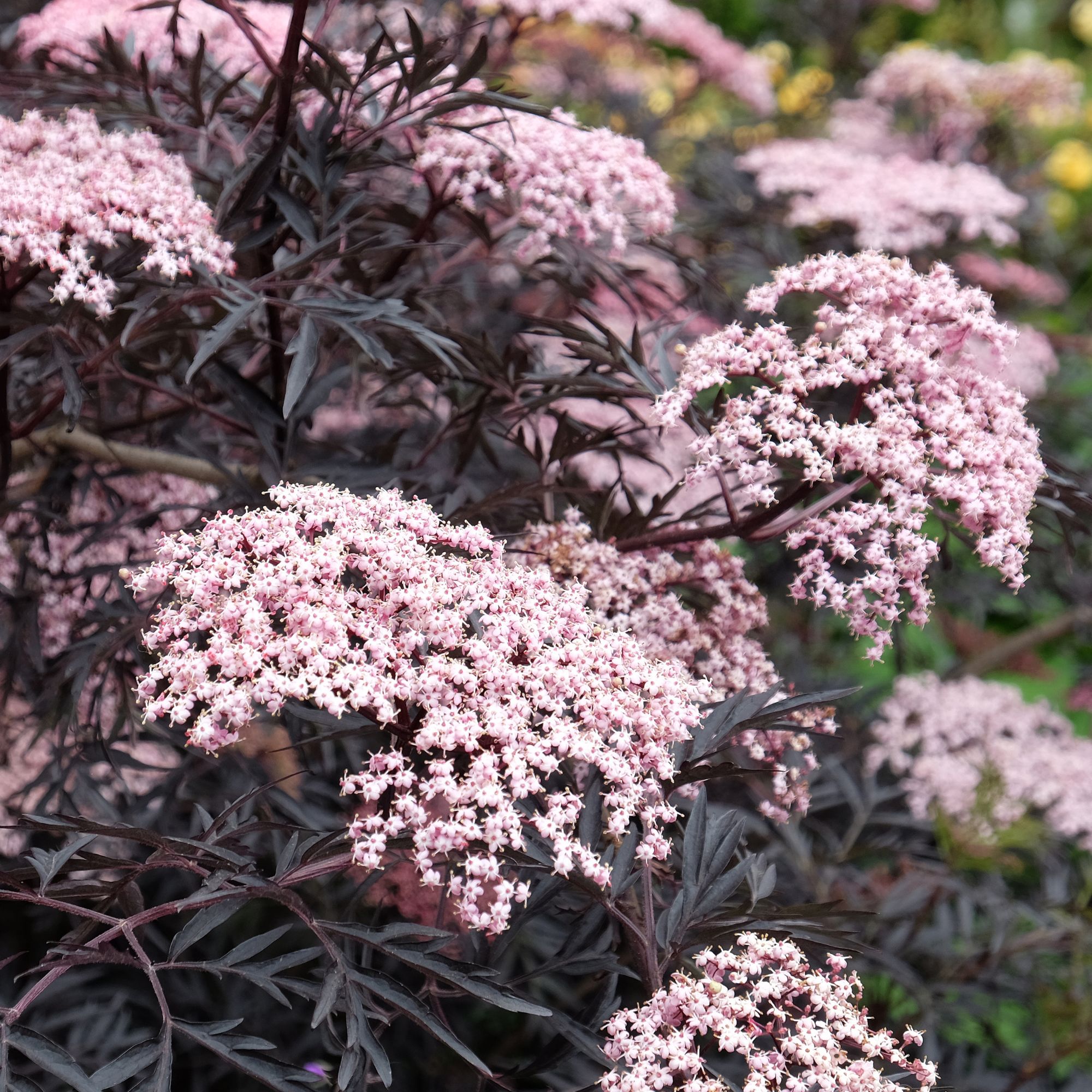 garden shrub Sambuucas nigra