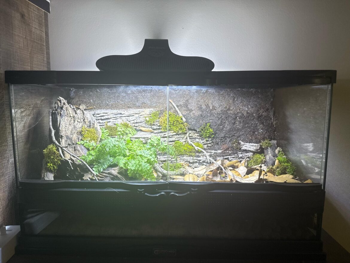 My eastern redback salamander’s tank