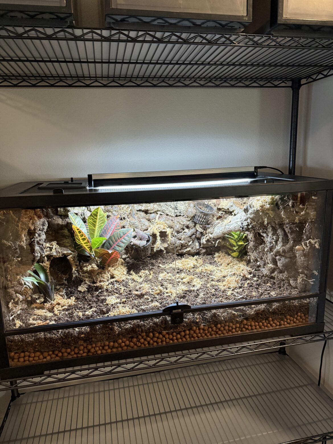 First Dart Frog Vivarium