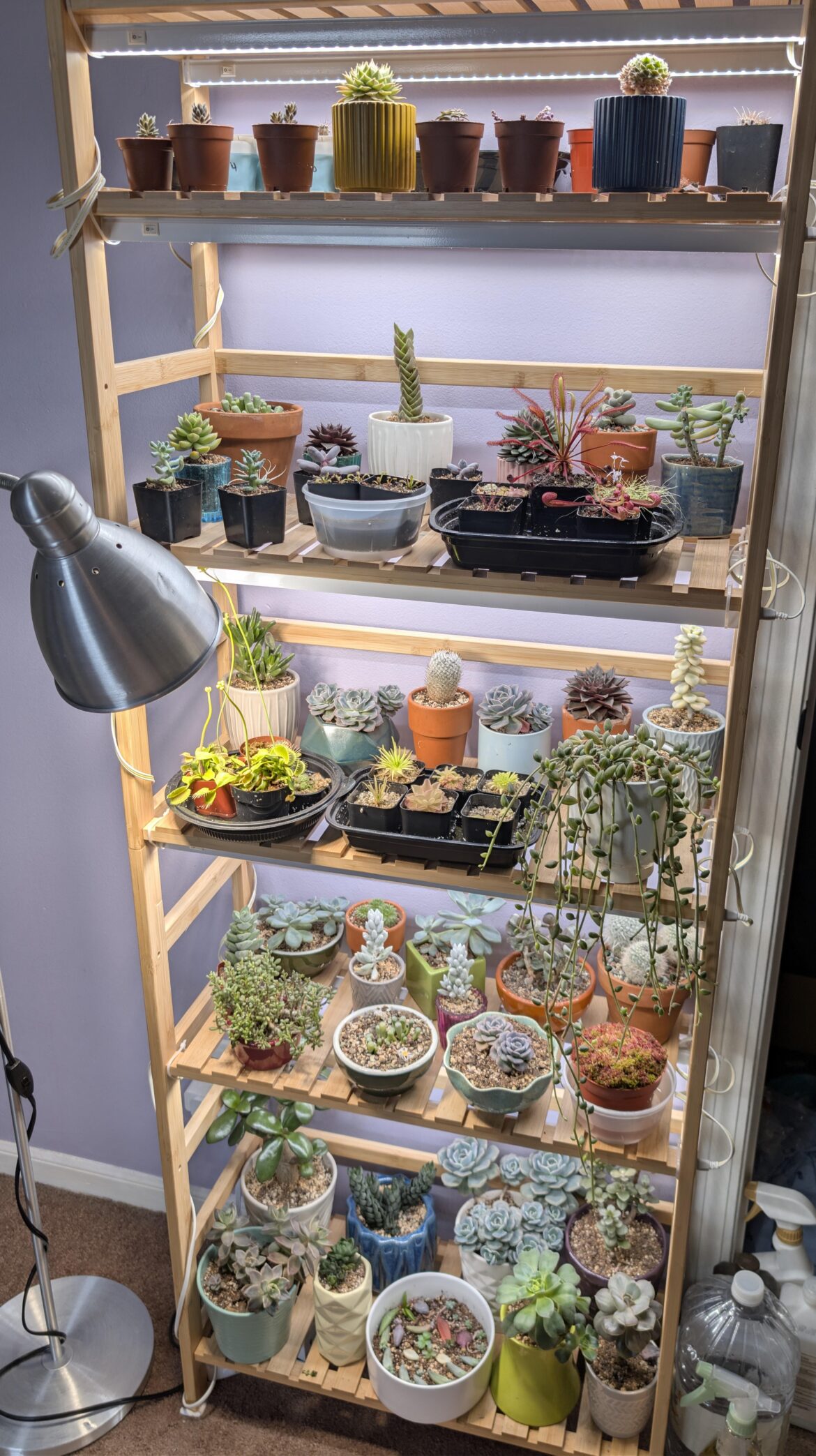 I've been slowly repotting everything here over the last several weeks and finally finished
