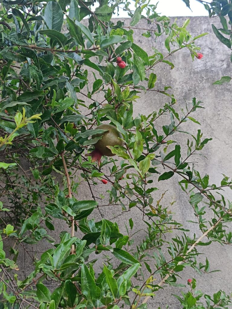 First pomegranate after two years of plantation