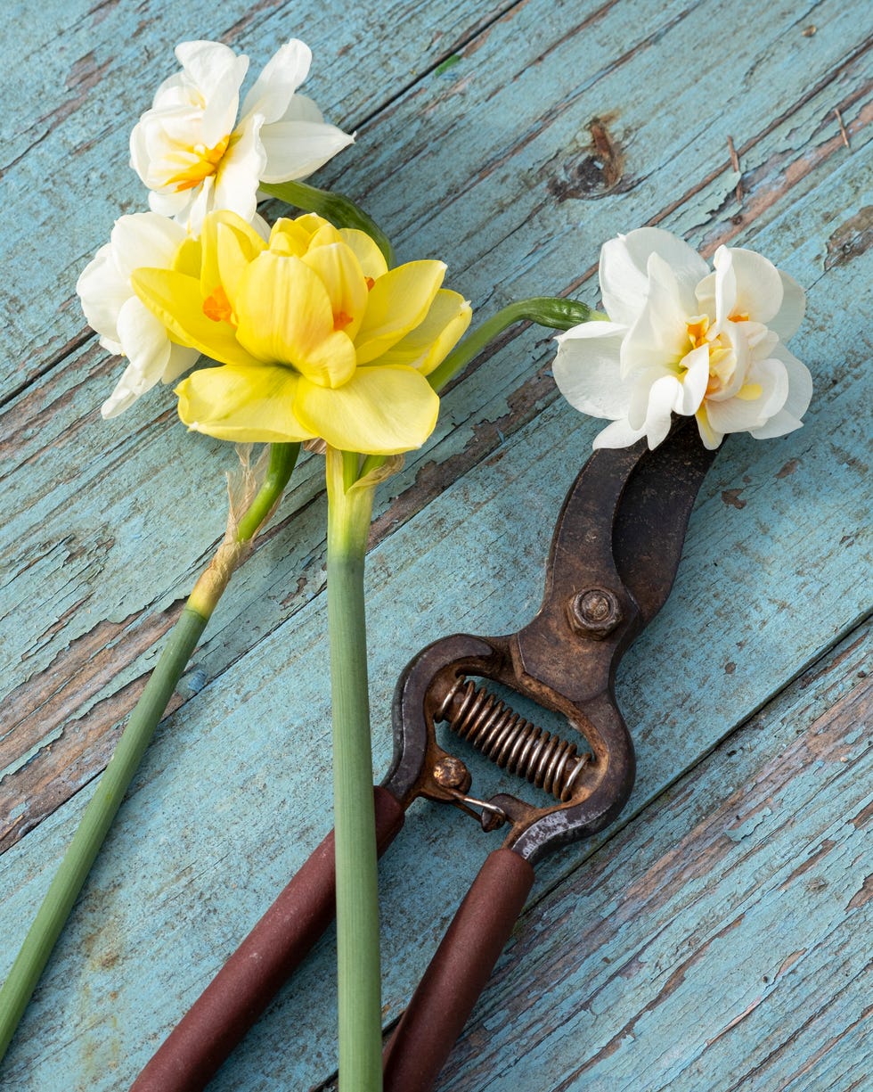 cut daffodil stems on a wooden table
