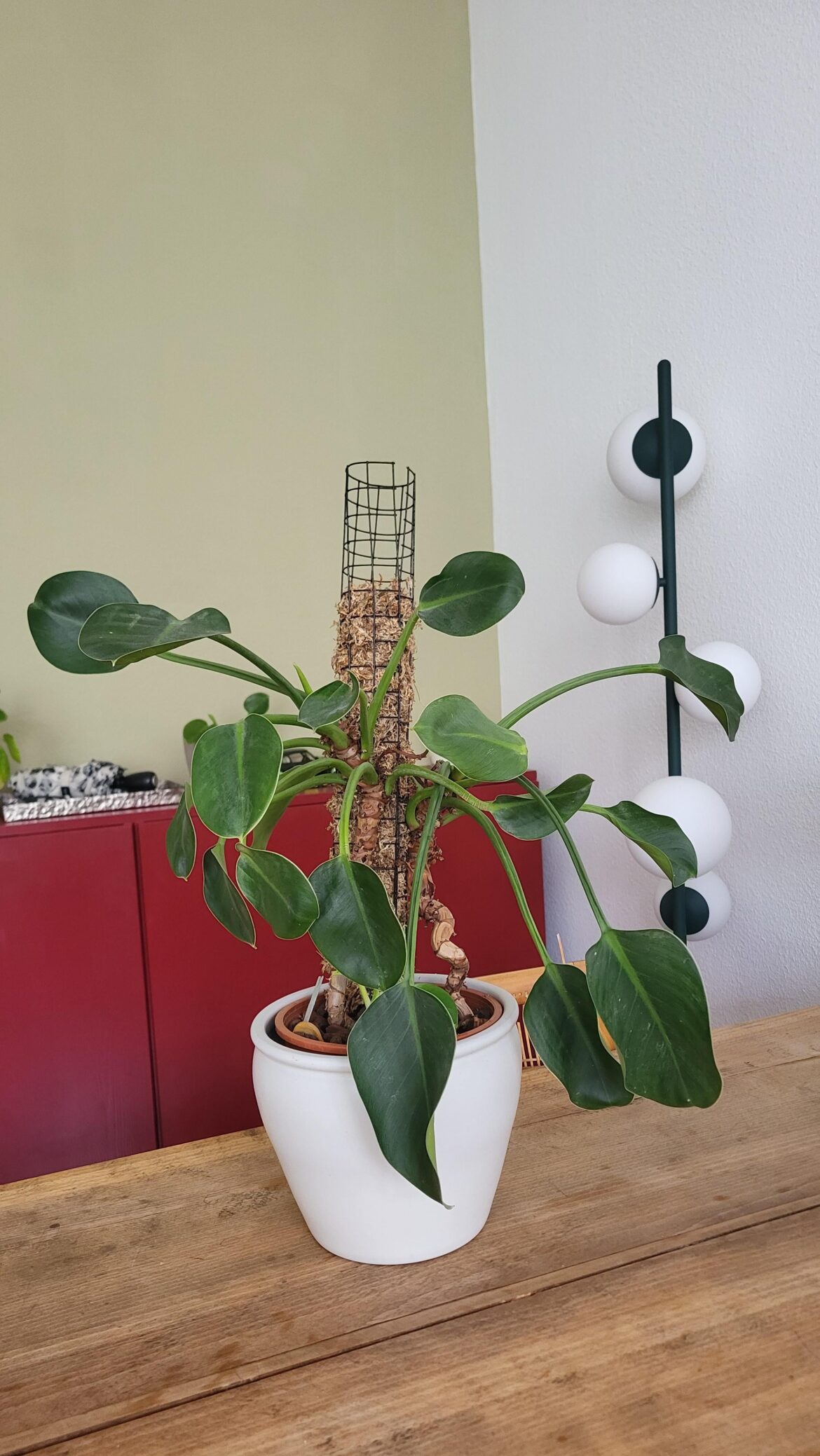 Philodendron “Green Princess” not recovering after repotting in winter