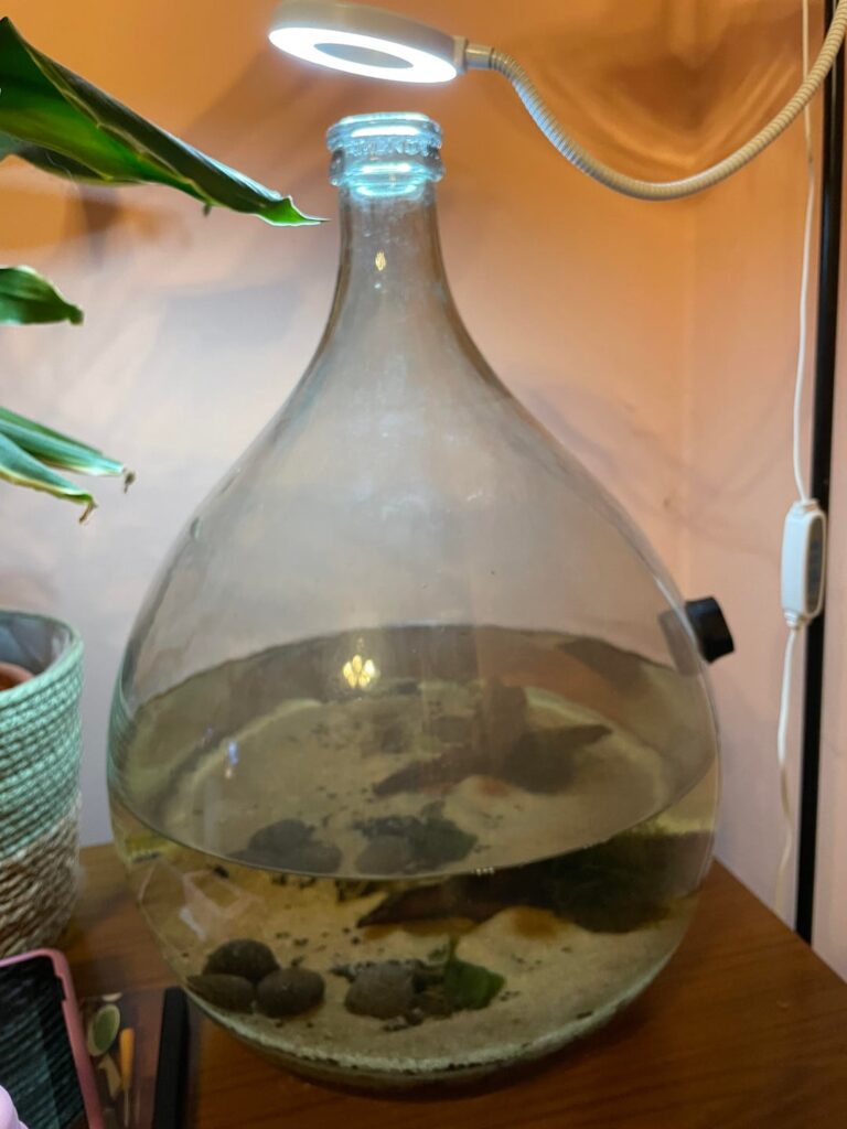 Demijohn update