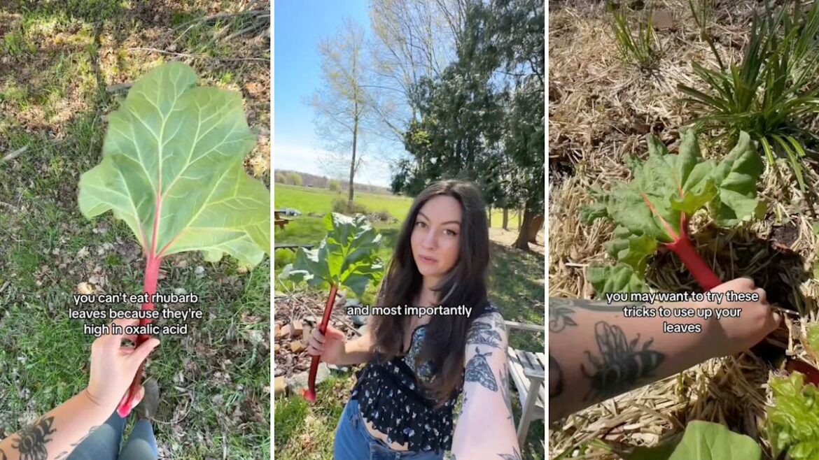 Gardener reveals multipurpose use for 'toxic' rhubarb leaves