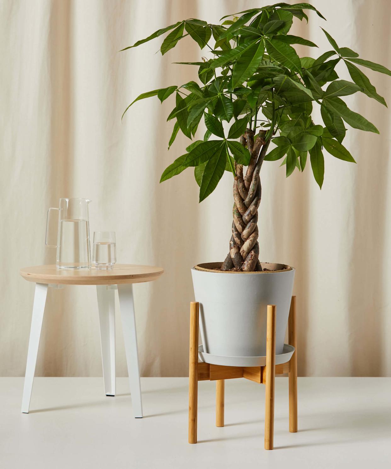 37 Low-Light Houseplants That THRIVE in Darkness
