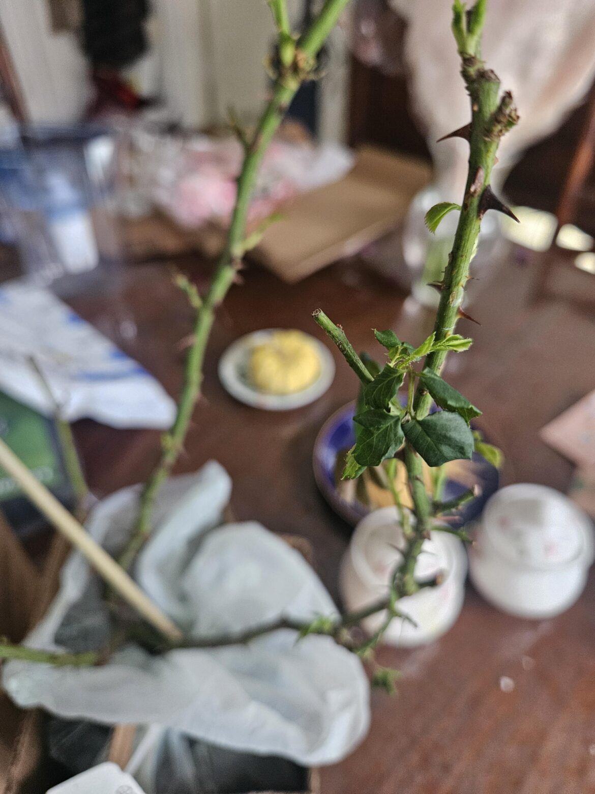 Will my roses get sick? Will my roses get sick?