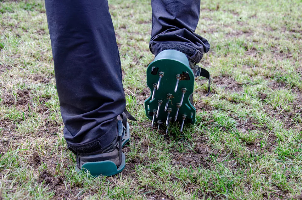 Close-up of lawn aeration shoe with metal spikes. Pprocess of soil scarification. Legs of a man in black pants. Green grass all around.