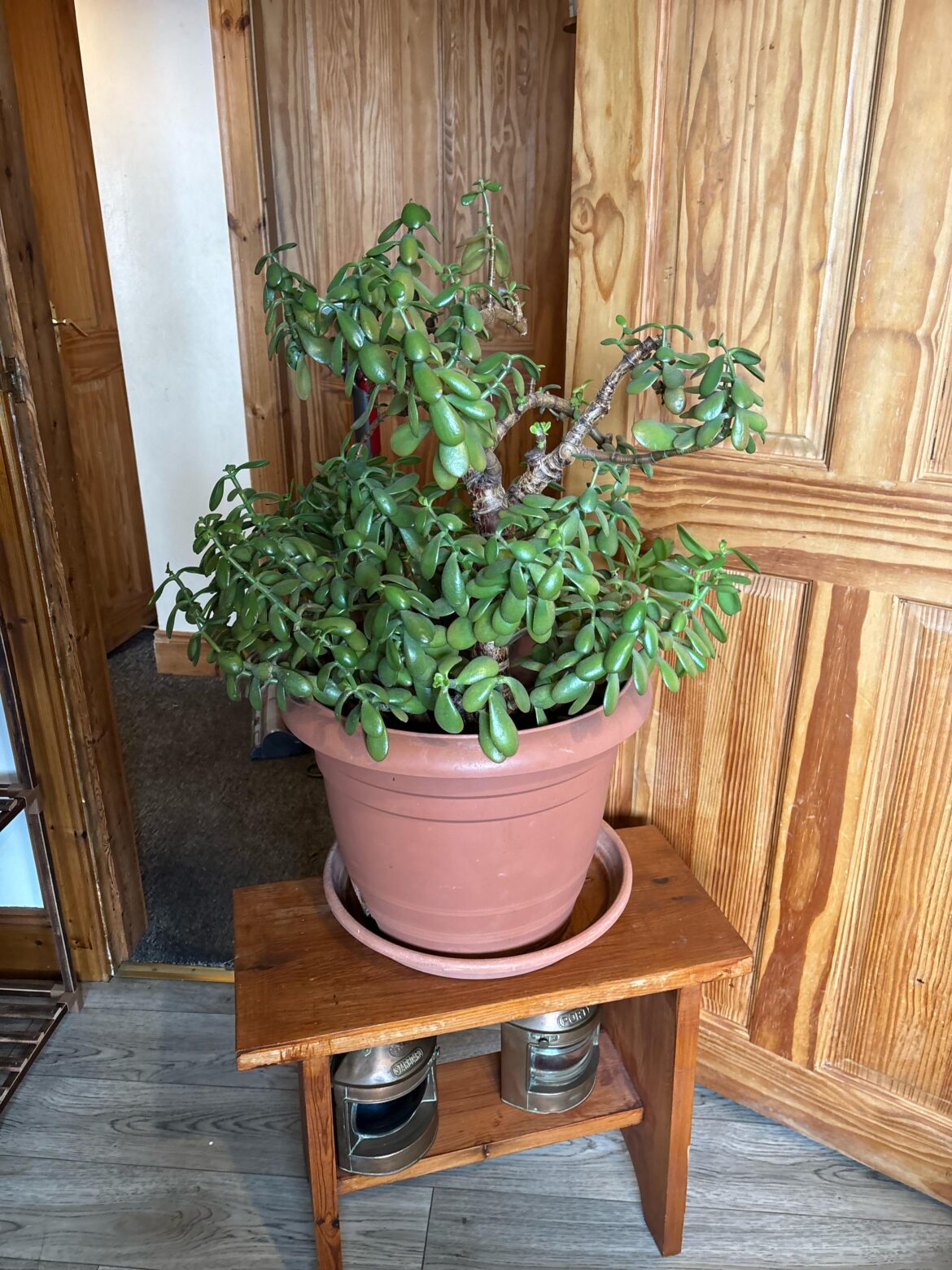 Jade Plant Help