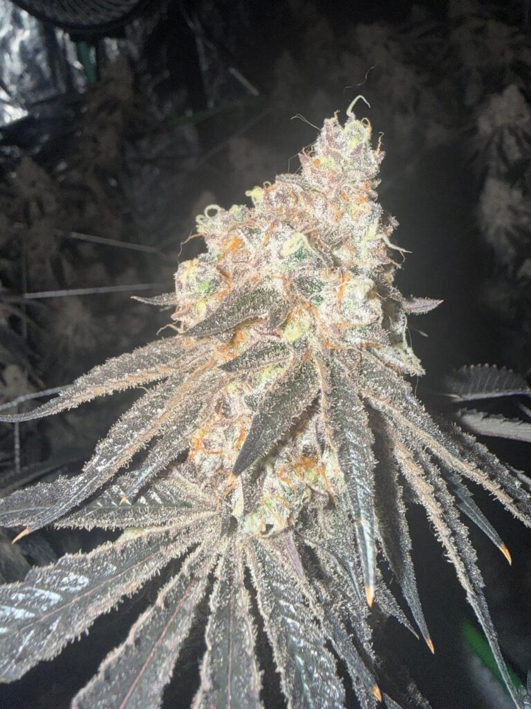 Just another ready to chop post