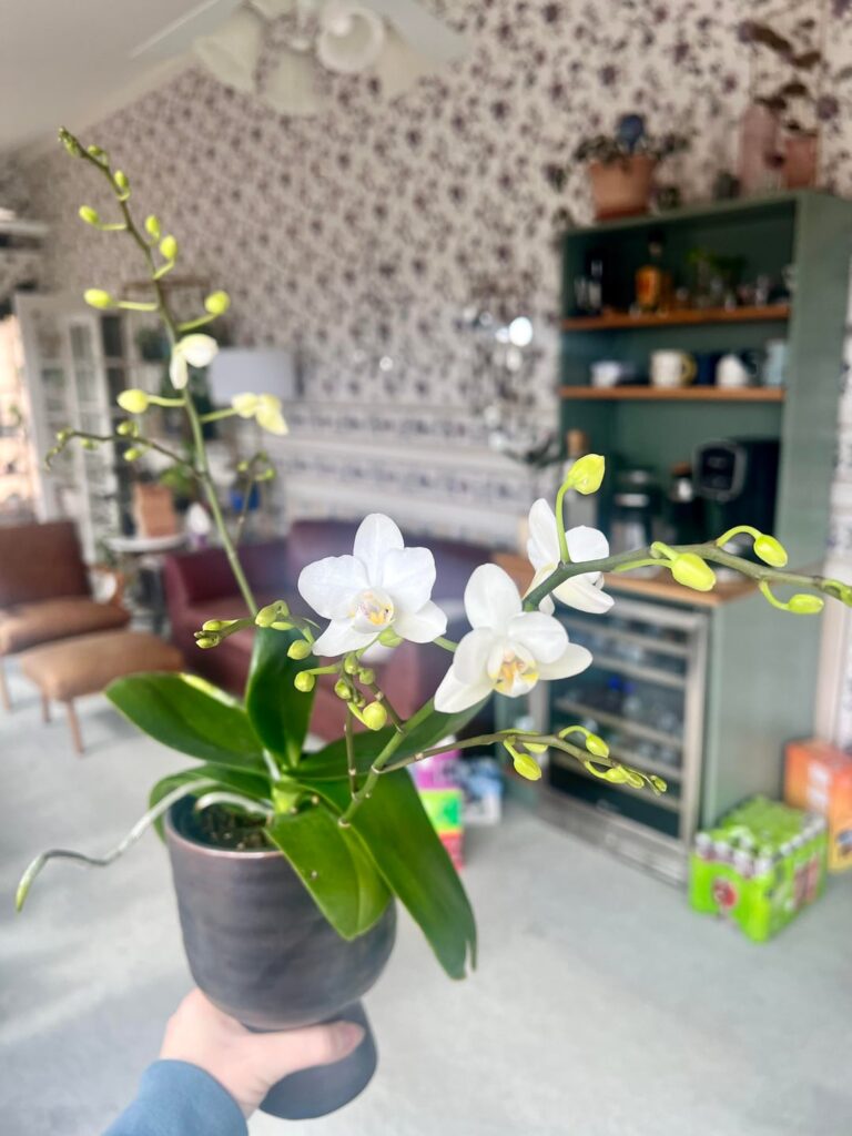 A couple of birthday presents to myself 😄