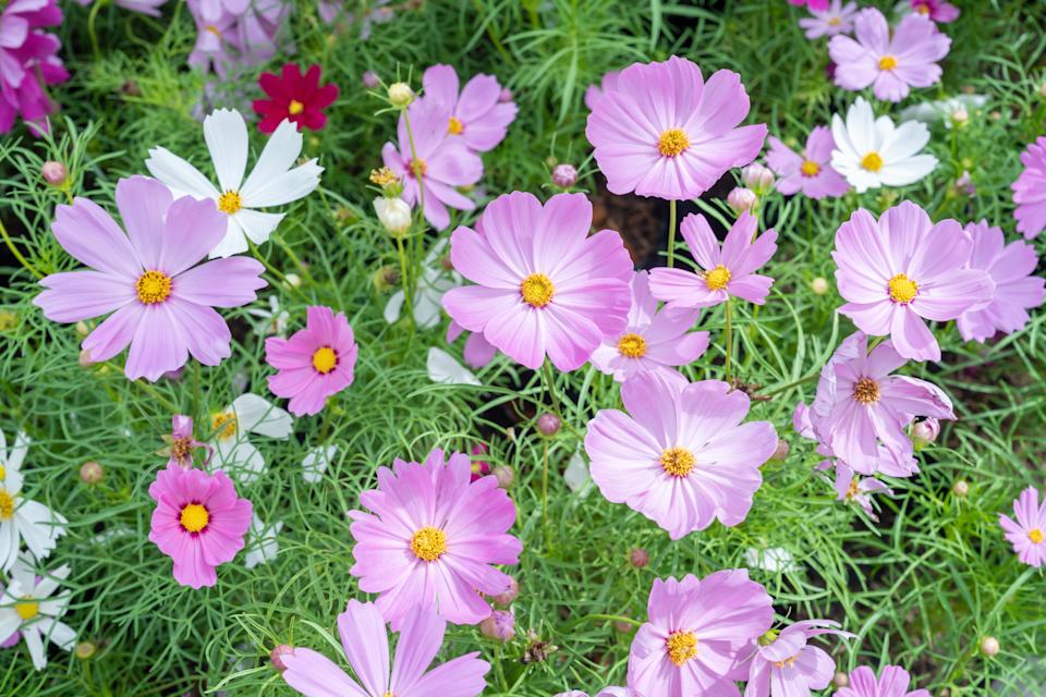 Pink color cosmos flower is a genus of garden plants.
