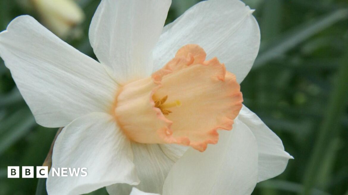 Rare pink daffodils might be growing in your garden – could you spot one? A white daffodil with a salmon-pink centre.
