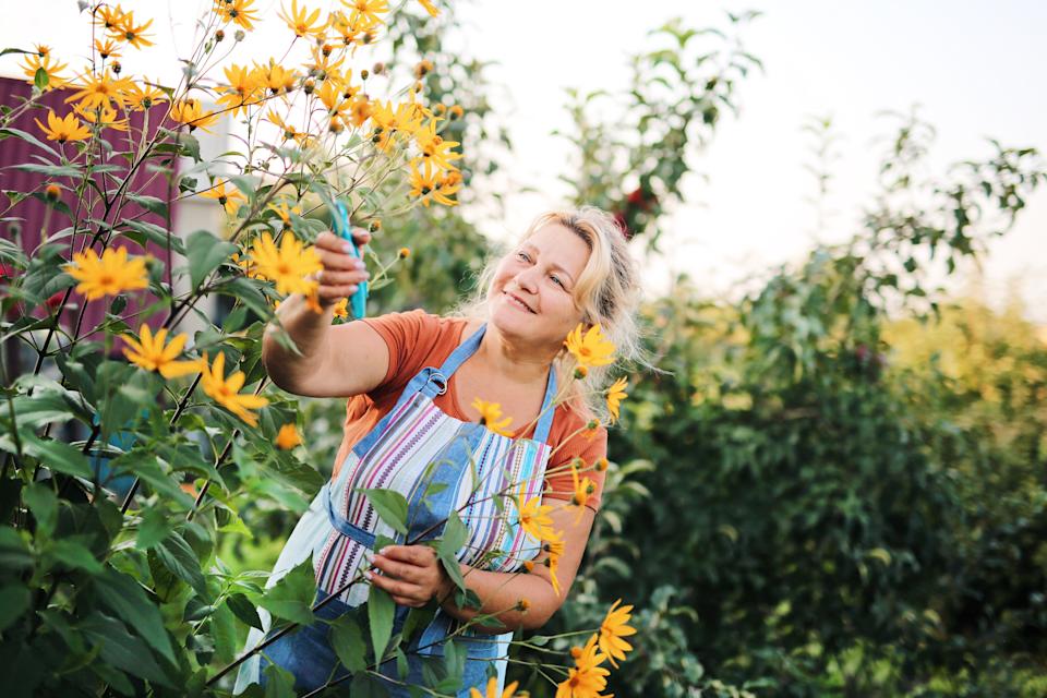 A smiling blonde woman cuts sunflowers with a pair of pruners while wearing a colorful striped apron in her garden