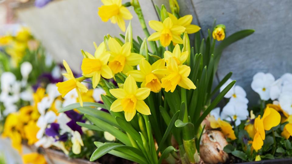 Dwarf Tate-a-tete Daffodils 'Narcissus' in bloom. Spring flowers. Close up of narcissus flowers blooming in a garden