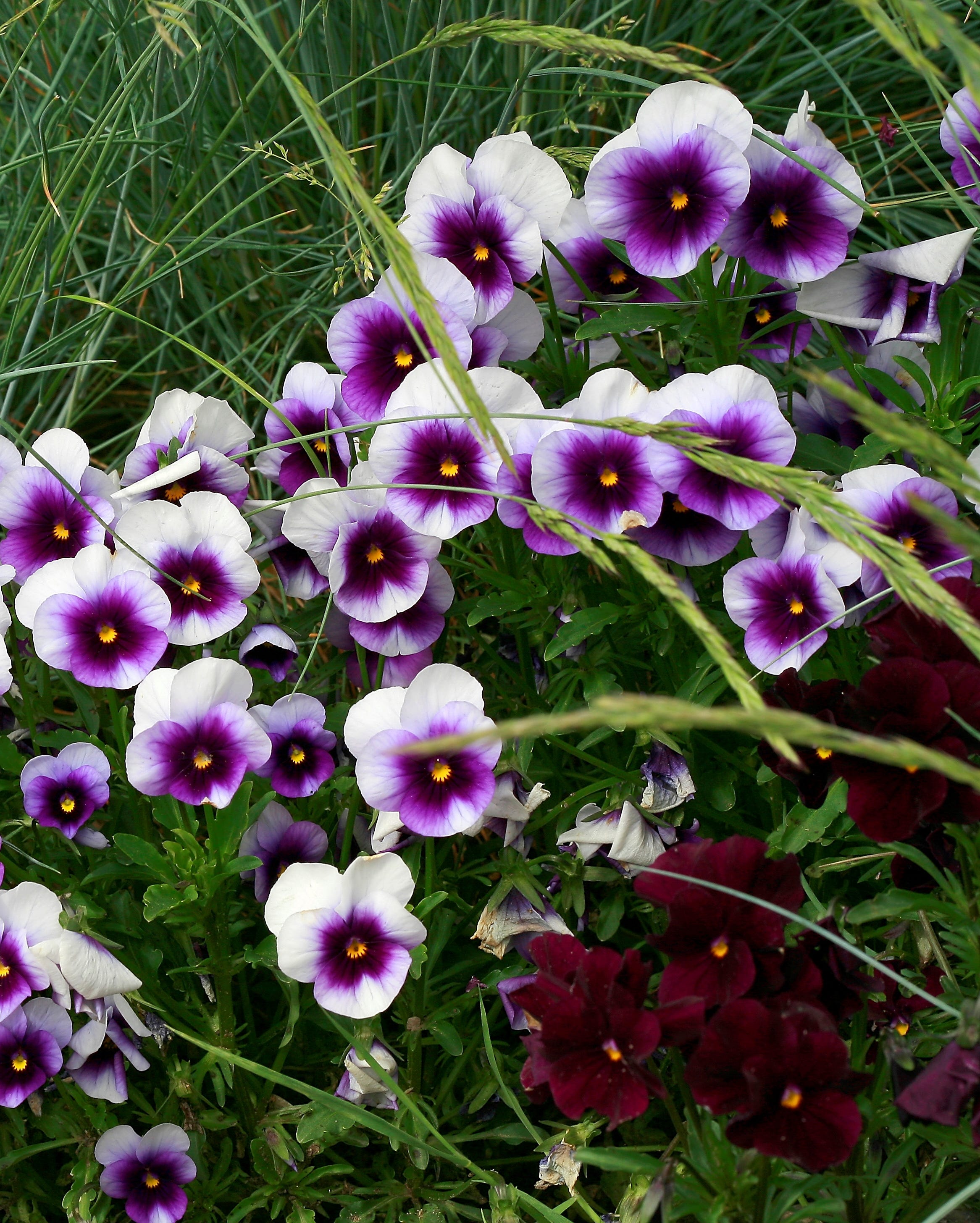 viola cornuta "skippy. violet