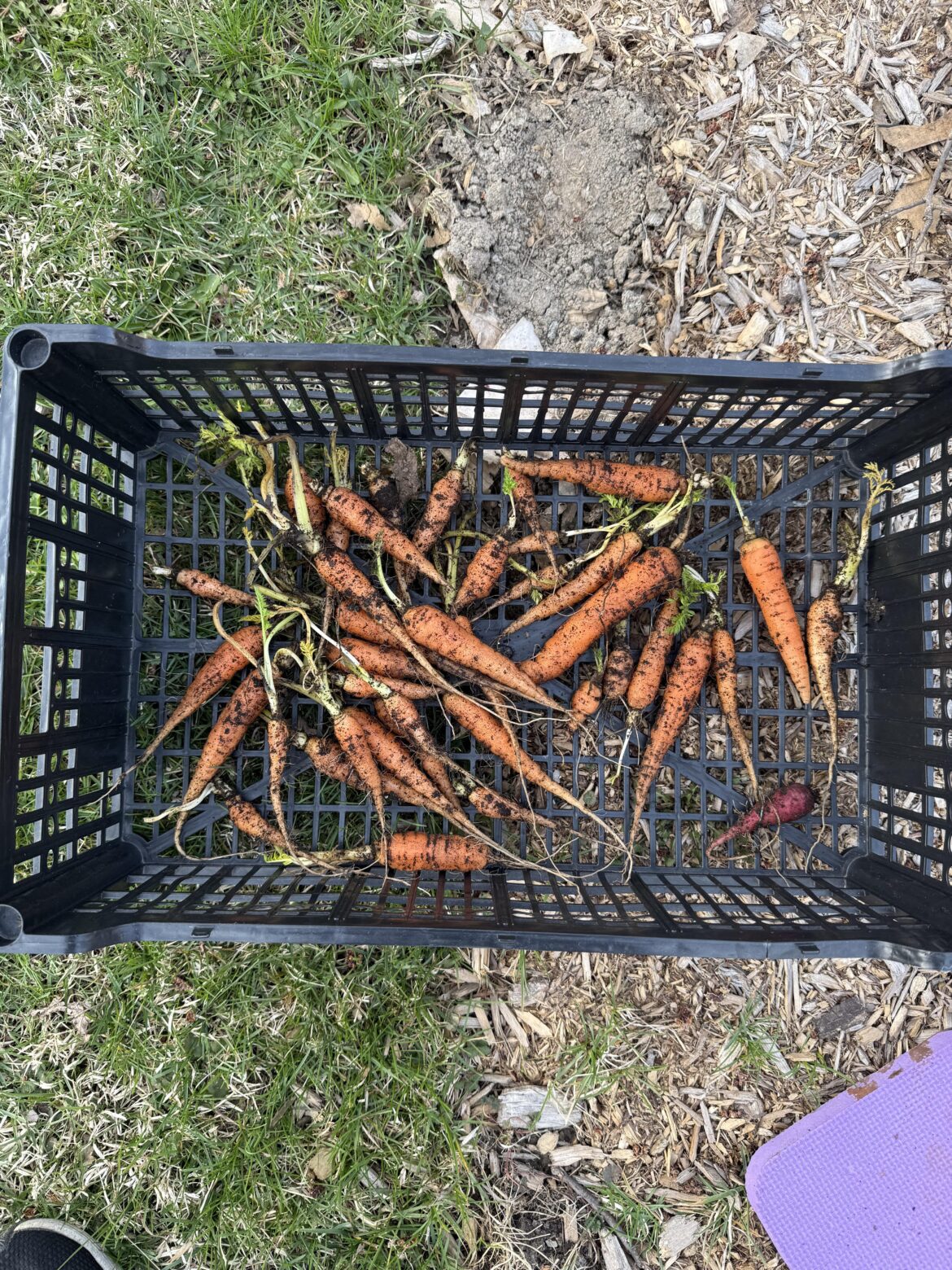 Well I had a small harvest from over winter