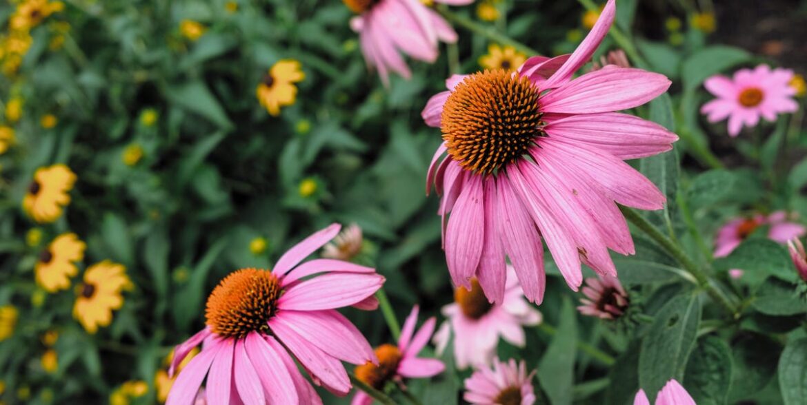 8 Hardiest Perennials for a Low-Maintenance Garden