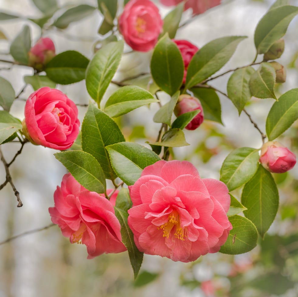 camellia series camellia series