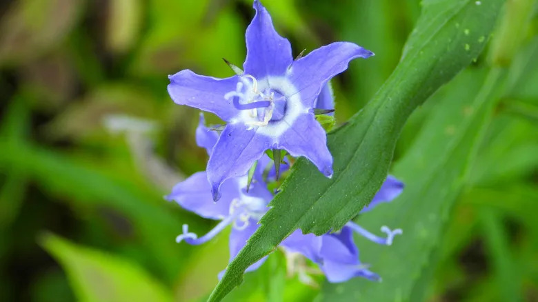 The pretty blue-purple star-shaped blooms of a tall bellflower.