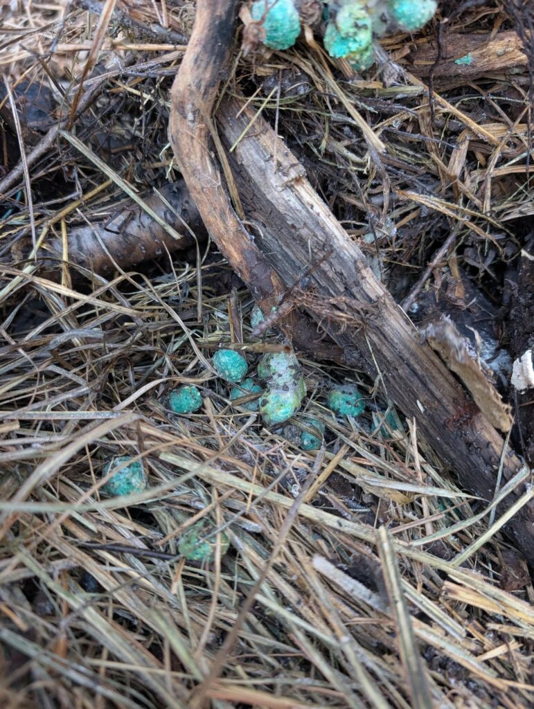 Should I be Concerned about this Blue Stuff?