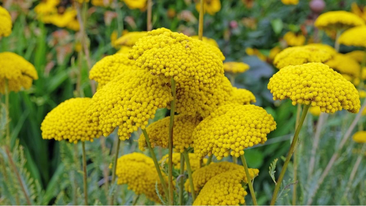 Achillea, or yellow Golden Yarrow, in flower.