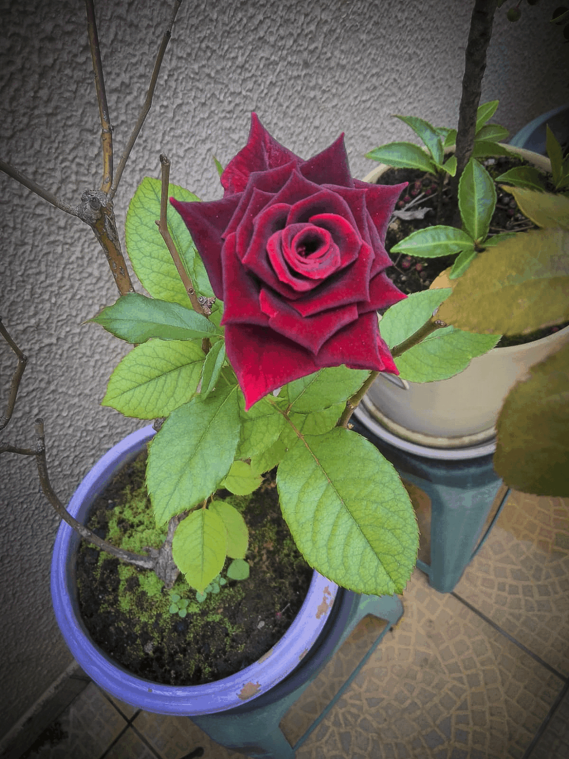 Guys, look what just bloomed