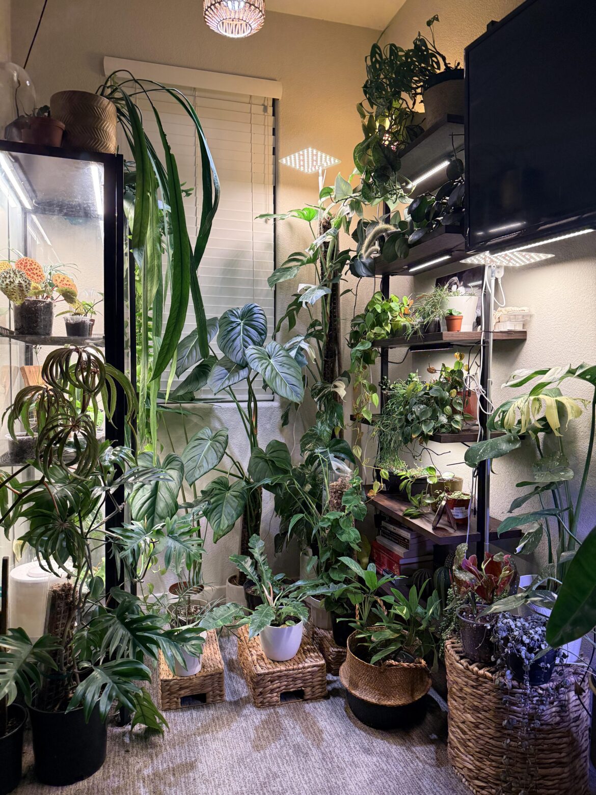 My Jungle is Thriving