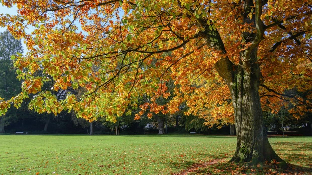 old northern red oak tree (Quercus rubra) with colorful autumn leaves in a park, seasonal landscape, copy space