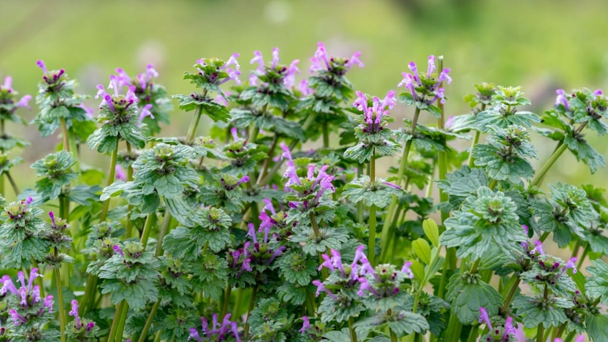 Greater Henbit flowers, Lamium amplexicaule