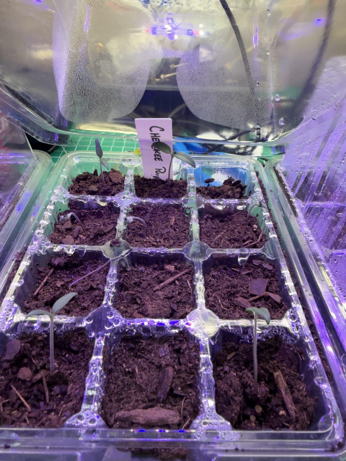 Cherokee Purples are Dying
