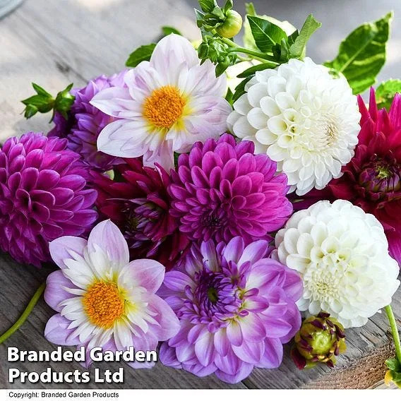 8 plants people regret putting in their gardens