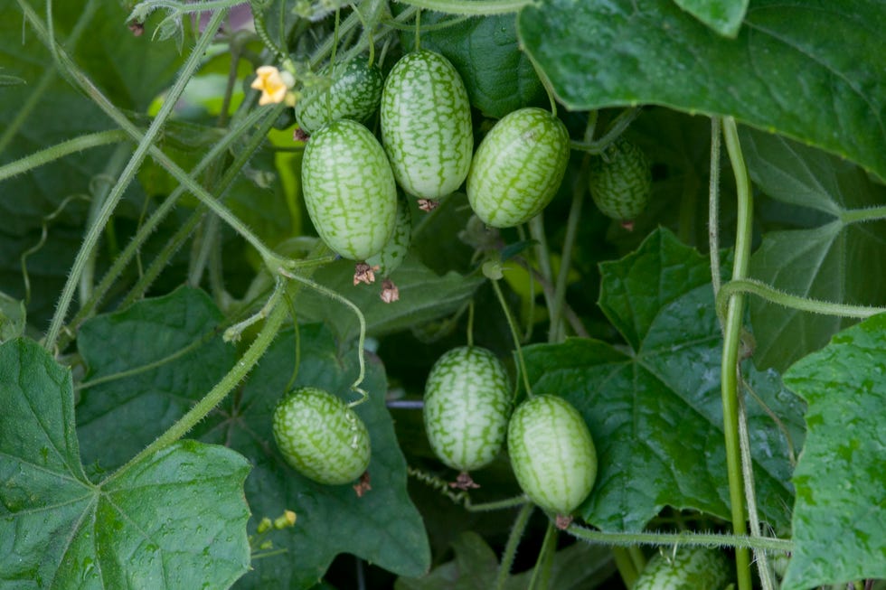 cucamelon
