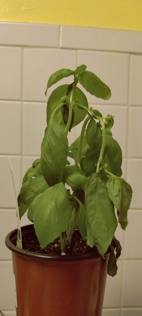 Herb help please