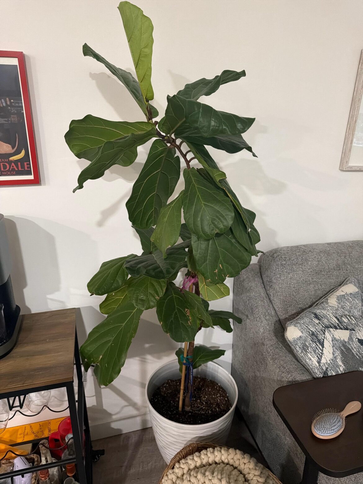 Fiddle leaf care