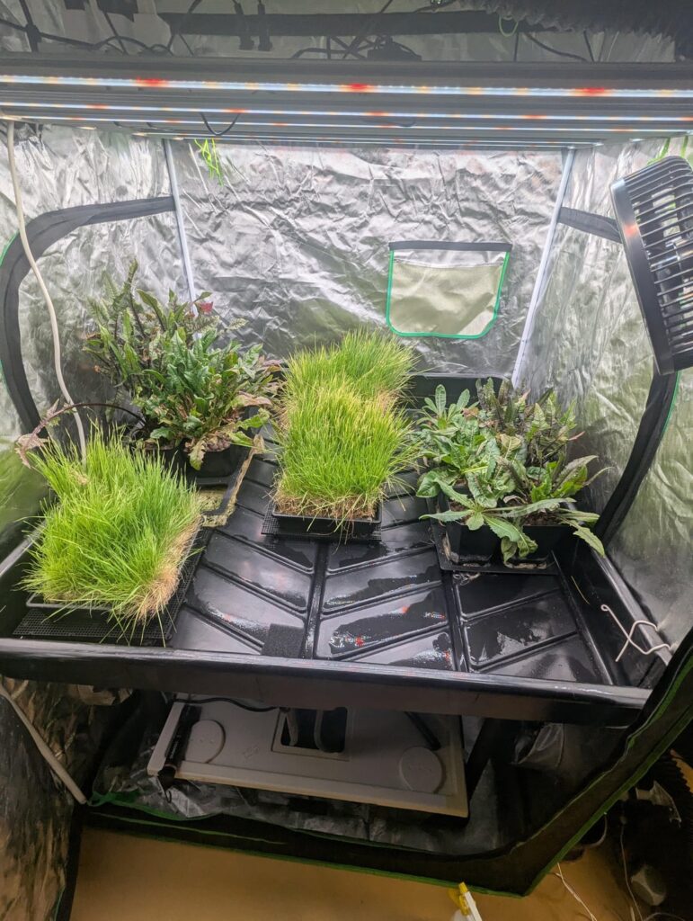 I moved my grass and weeds to a flood table, need advice. I moved my grass and weeds to a flood table, need advice.